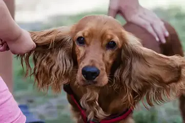 does the english cocker spaniel attack humans