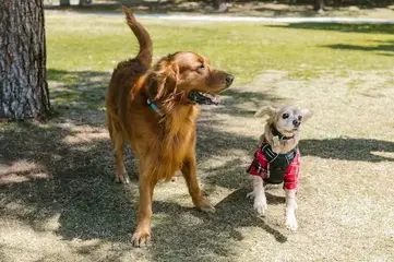 does the english cocker spaniel attack humans