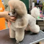 15 Cute Poodle Haircut Styles That Will Make Your Heart Melt!