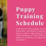 Puppy Training Schedule By Age: When and What to Teach for a Well-Behaved Pup!