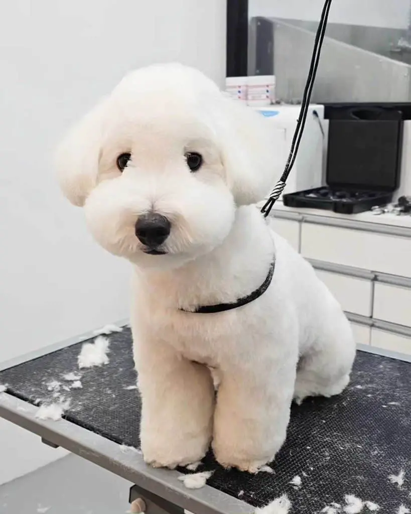 all dog grooming 434461523 1580569316114398 2125163308436317973 n