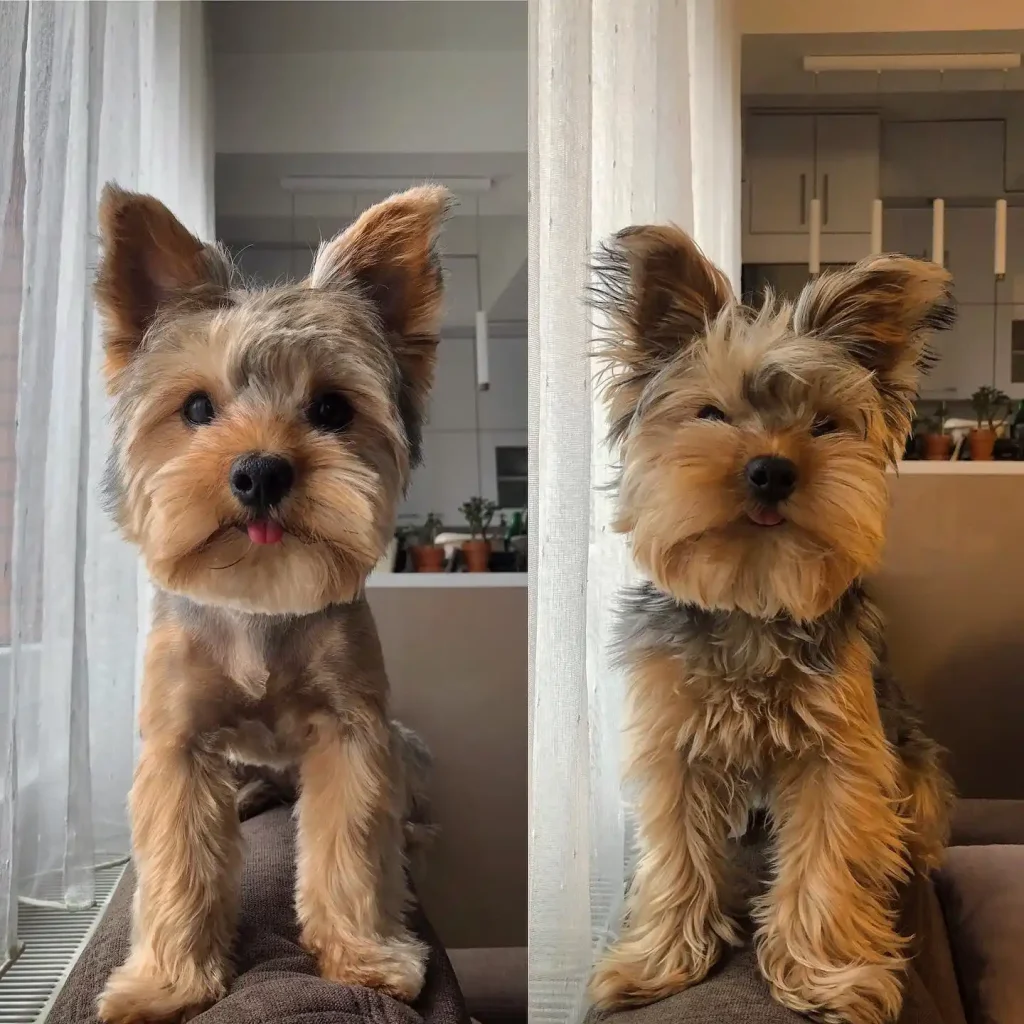 dea tongueout yorkie 169276435 2140492002924424 8911058272458363059 n