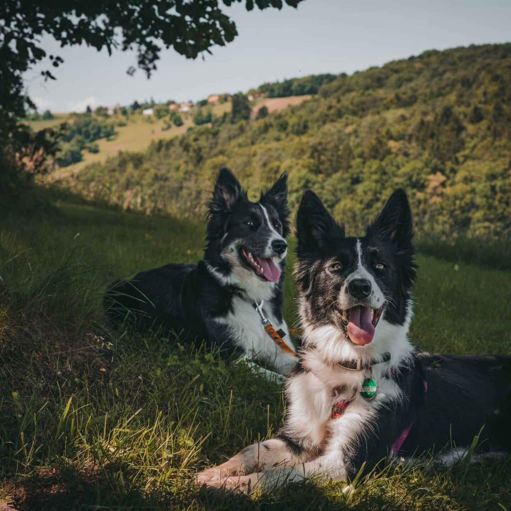 elljoy.bordercollie 448114115 452411514402631 3116801906379910530 n 2