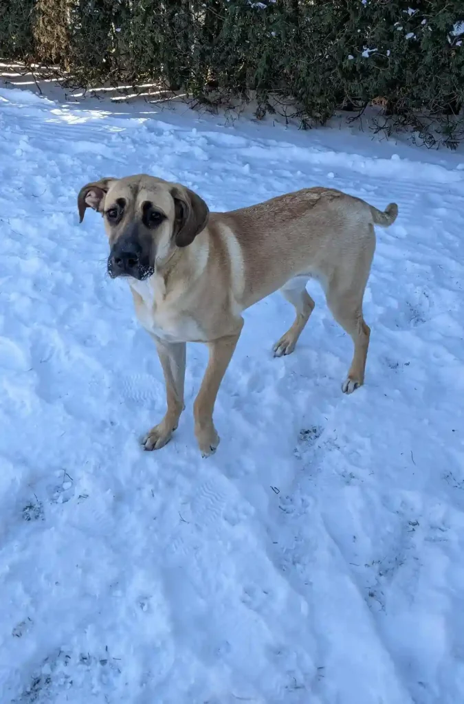 great dane x st bernard at 10 5 mths she got her dads looks v0 cye6k7306i981 1