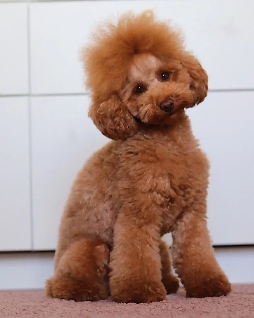 lila the poodle 71733549 178391323206613 6207028231785291415 n