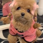 15 Maltipoo Haircut Styles That Are Crazy Cute