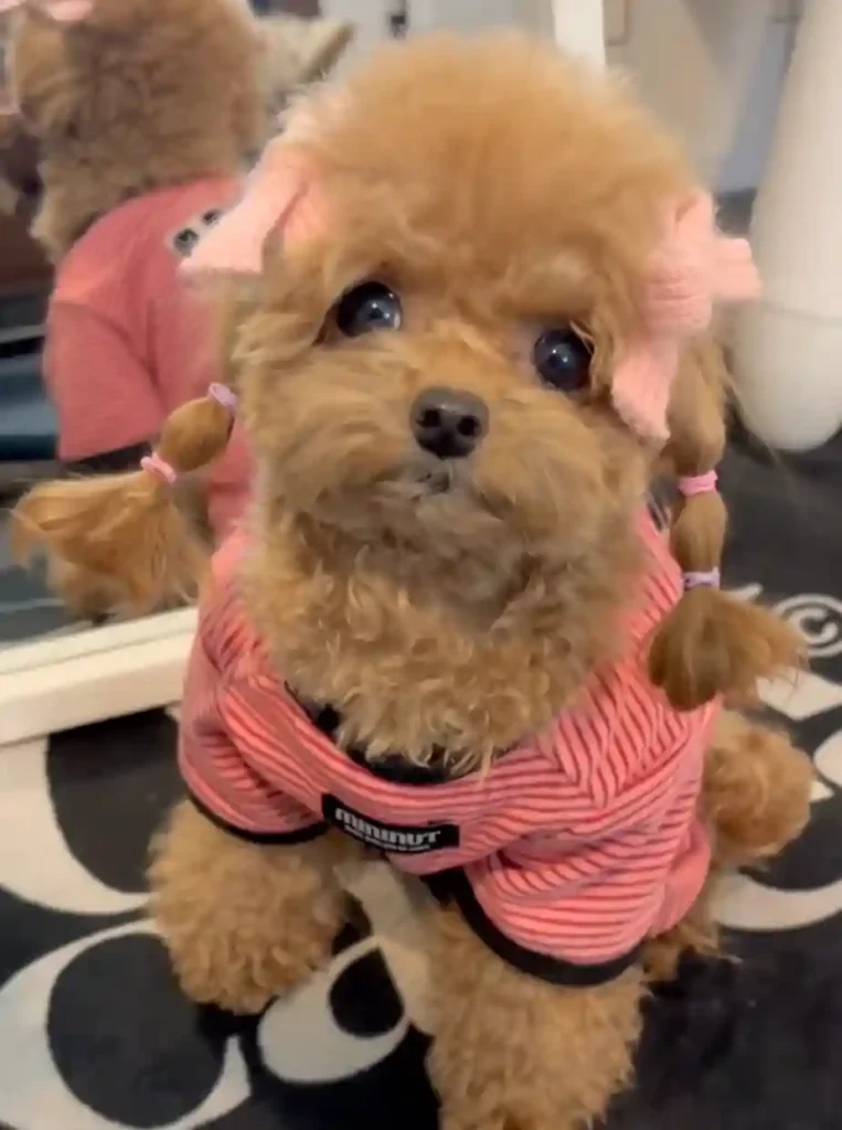 maltipoo haircut