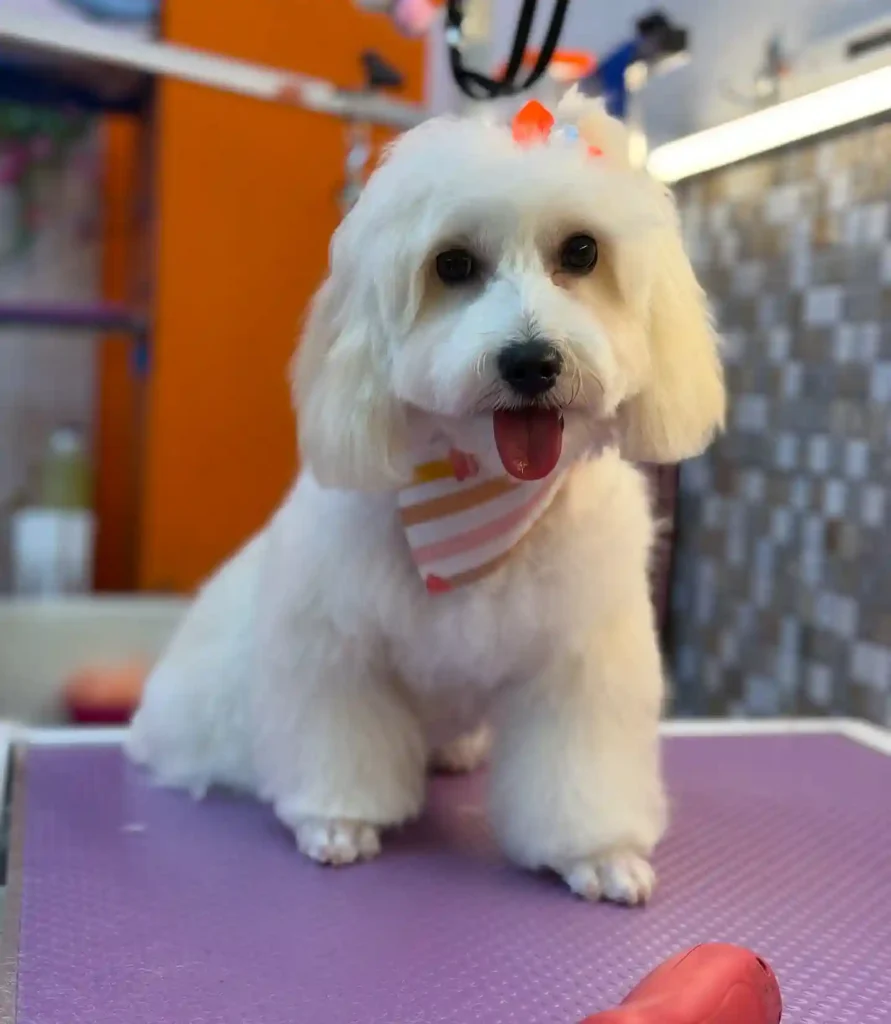 maltipoo haircuts