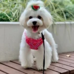 15 Cutest Maltipoo Haircut Styles You’ll Want to Try Now!