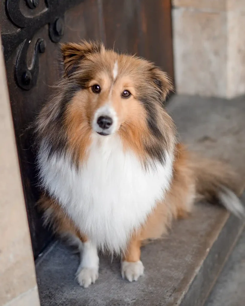 nora.cute .sheltie 467762957 1122269229421009 4384097184889246981 n 1