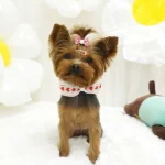 30+ Crazy Cute Yorkie Haircut Photos (Must See #17!)