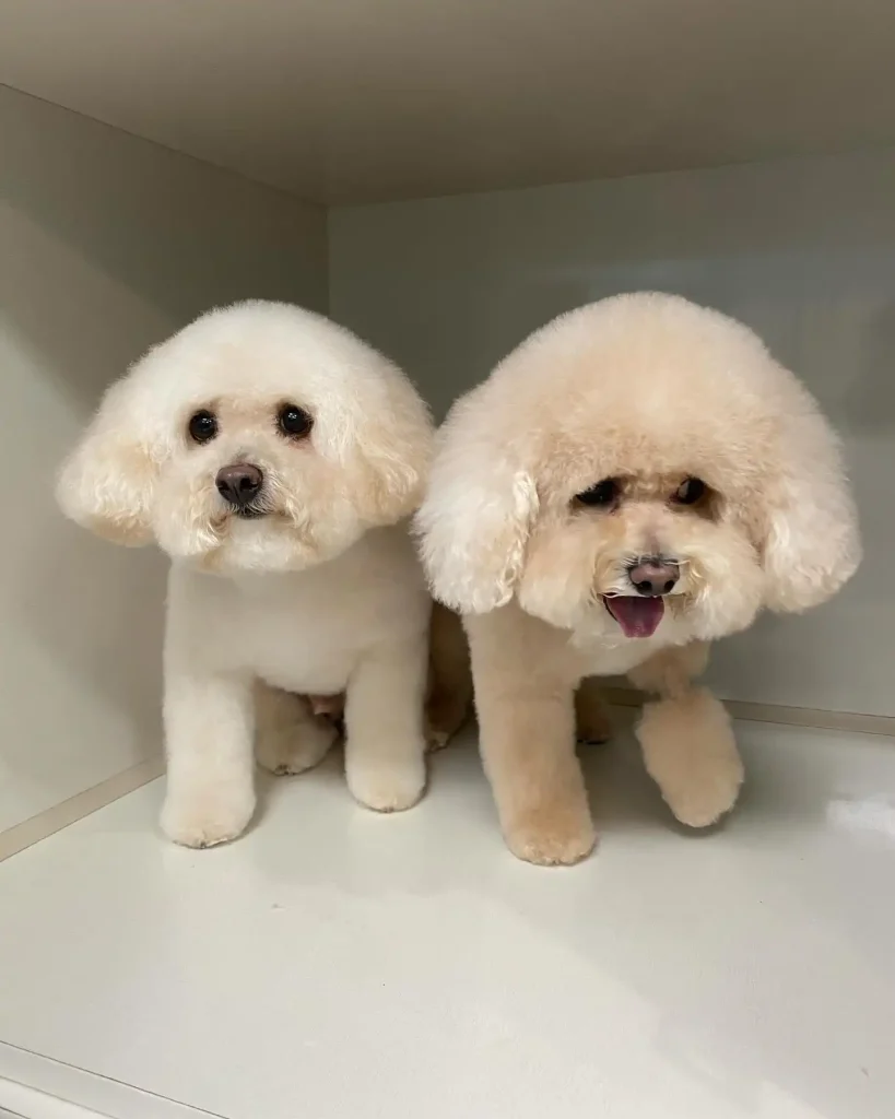 petgroomer chicago 426668037 1040189900396064 1758507076429916272 n