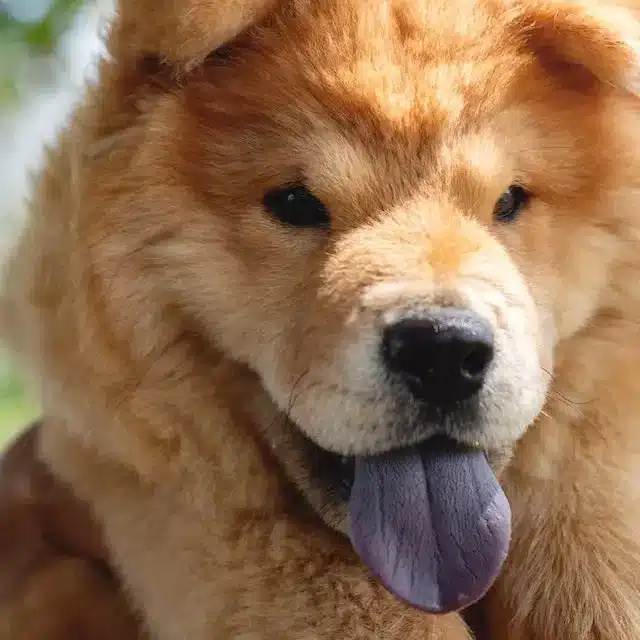 Close Up Photo of a Chow Chow