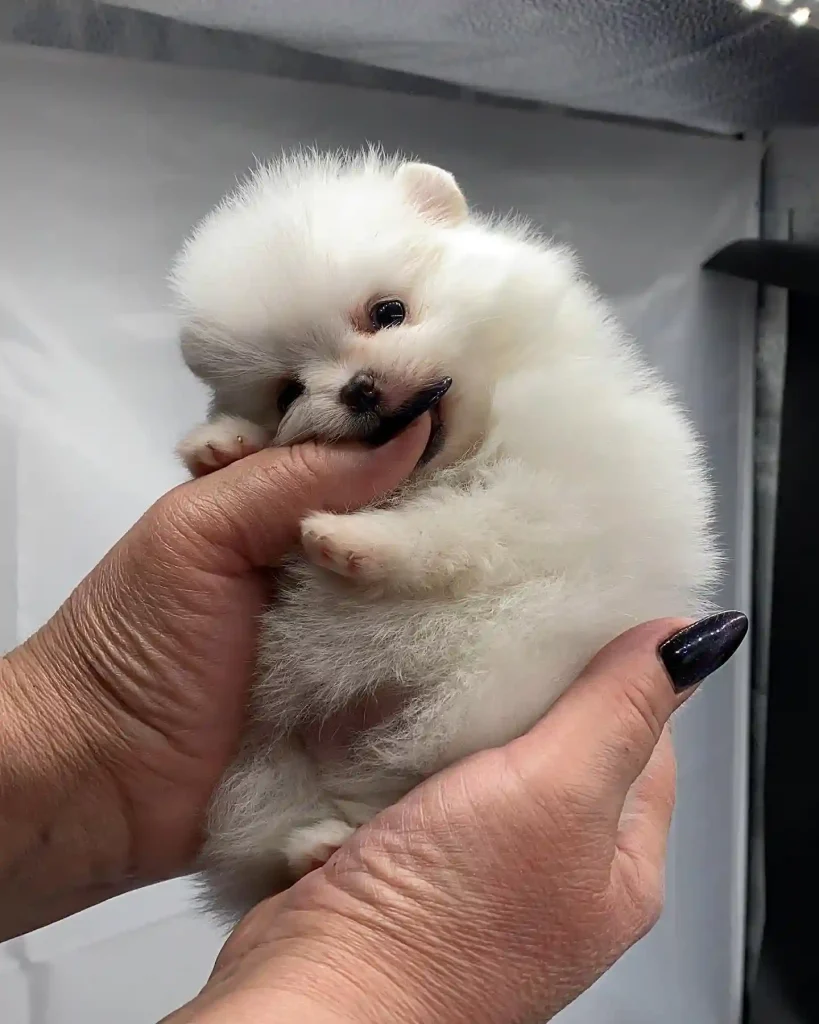 pomeranian kennel fci 258550819 989459925002702 1318982081622550717 n