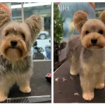 21 Must-See Yorkie Before and After Haircut Transformation Photos!