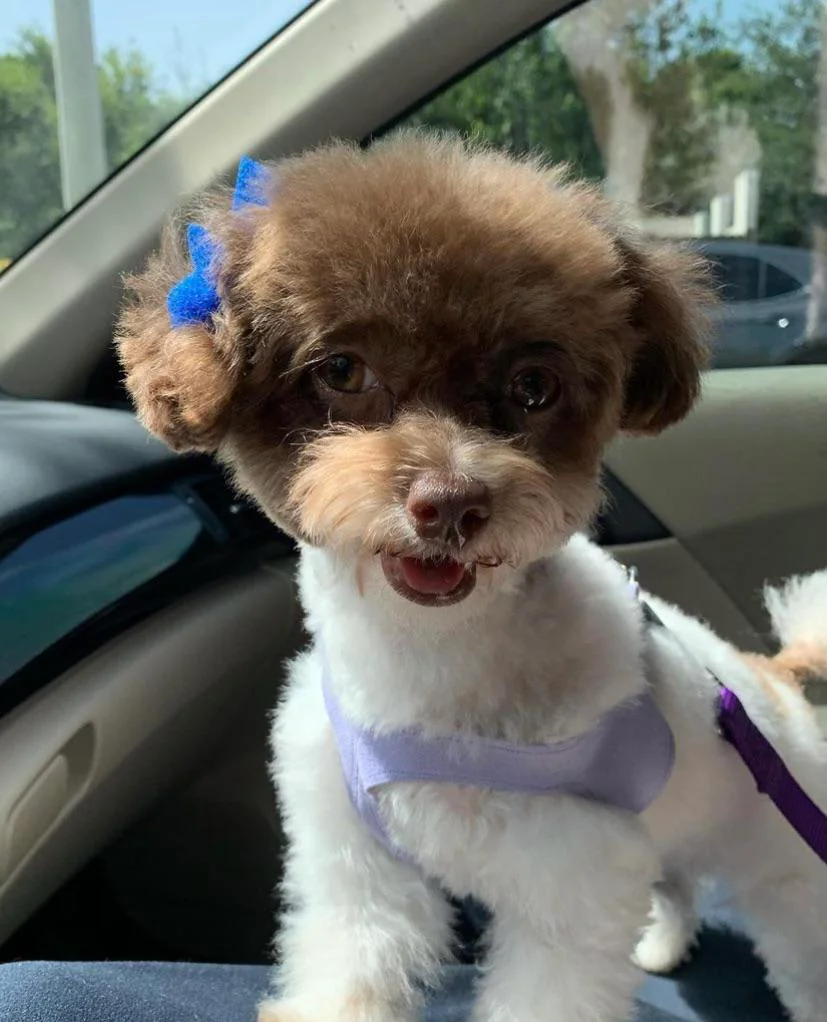 the prettiest toy poodle girl fresh after a haircut v0 uacg5bgsu8a81