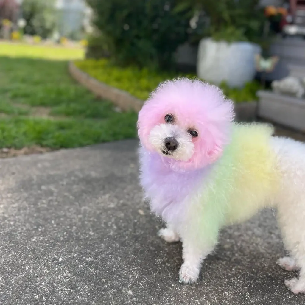 the rainbow bichon 298963561 378947084318235 1940240069556270960 n