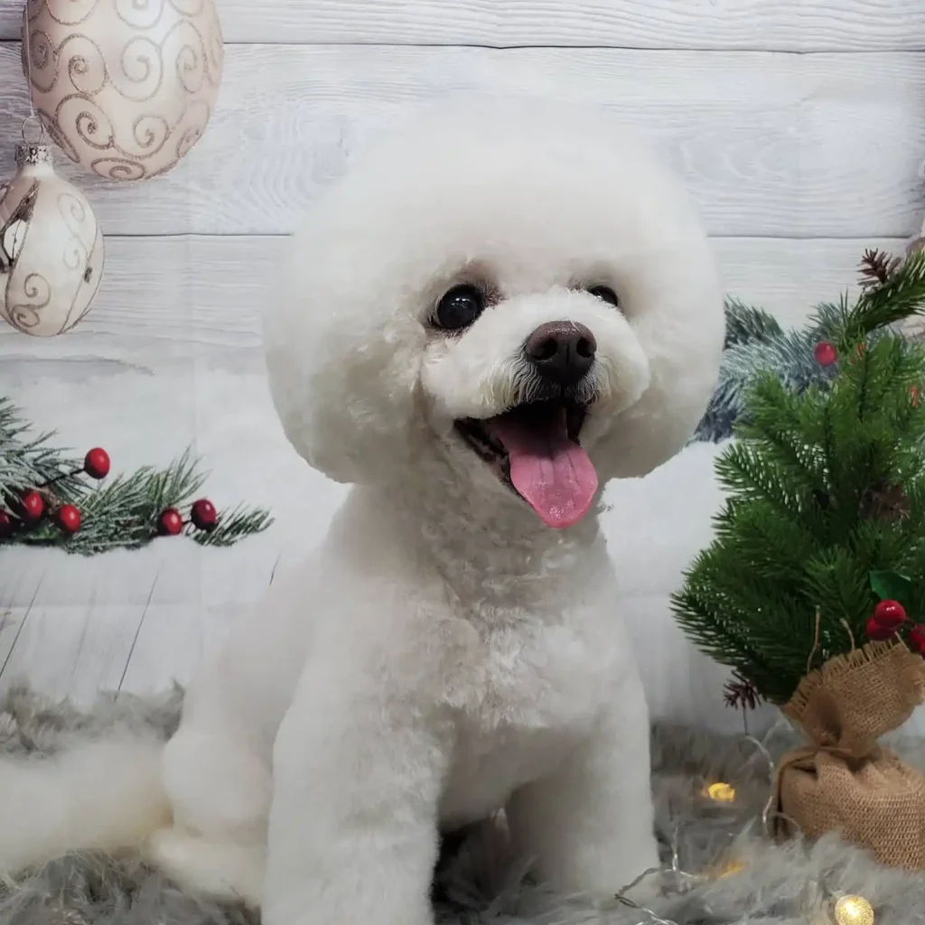 yeon the groomer 130826381 145159560385136 4584634347657605552 n