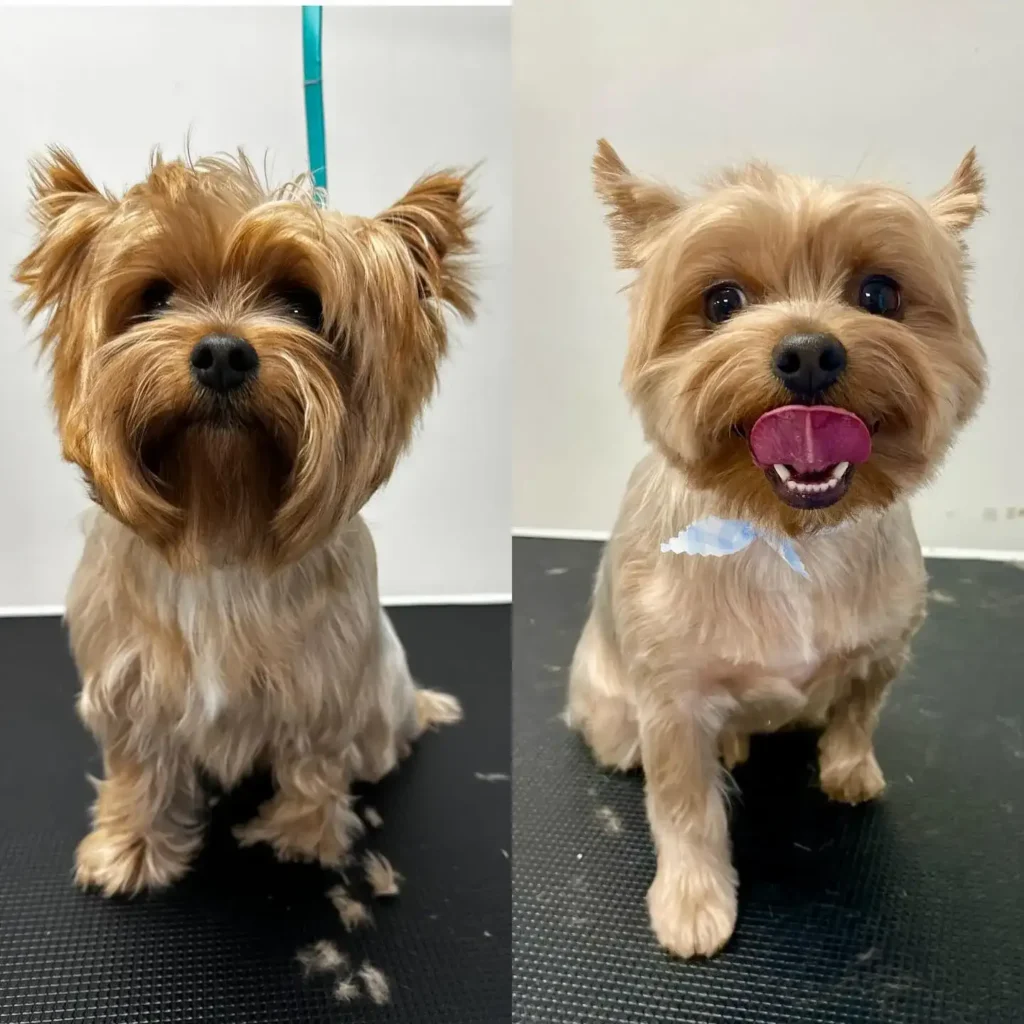 yorkie haircuts 1