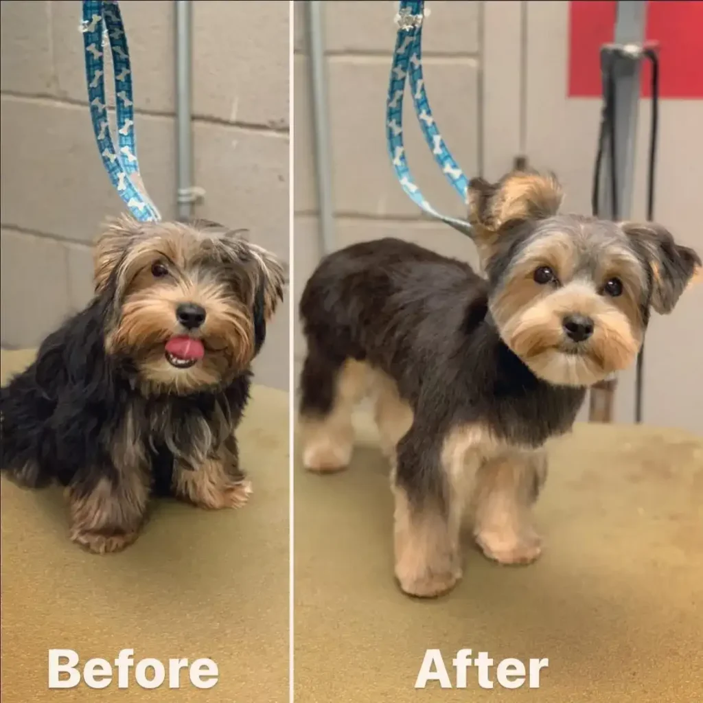 yorkie haircuts 3