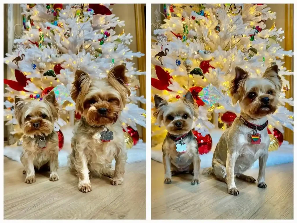 yorkie haircuts 5