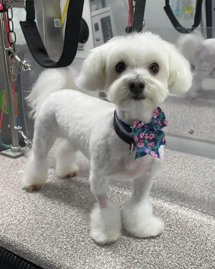 Maltese dogs haircuts 2