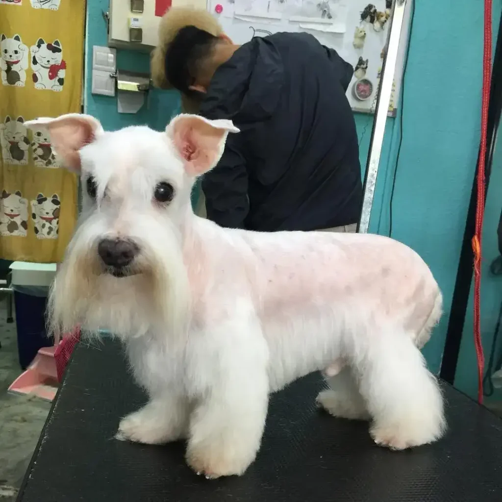 Maltese dogs haircuts 3