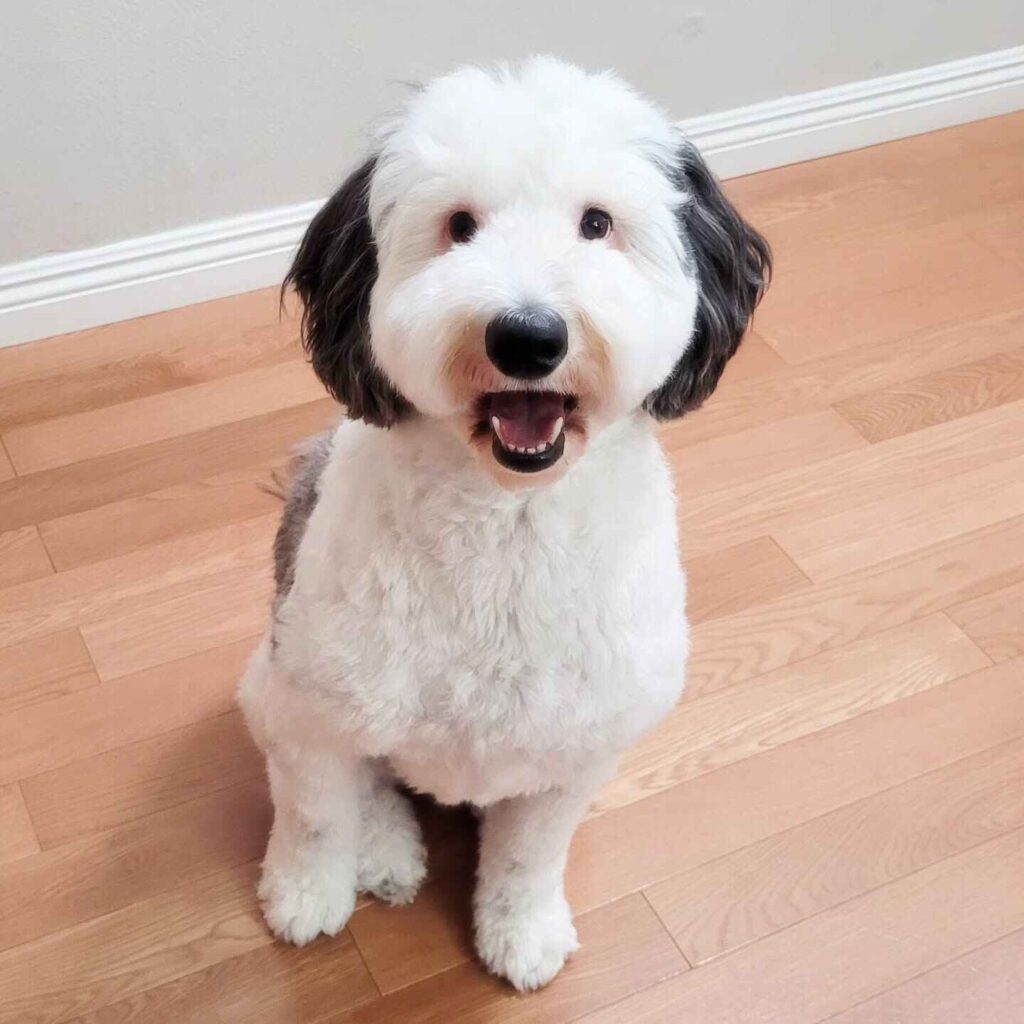 bayley.sheepadoodle 468996626 585360773891054 7863722059954112966 n 2