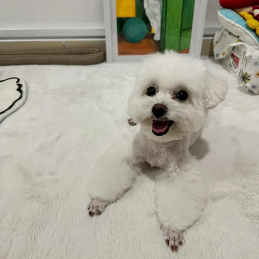 cooper meno maltese