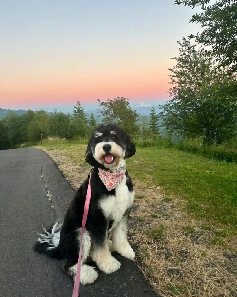 gnocchi the bernedoodle 450821041 17918475578946102 2820949919516501989 n