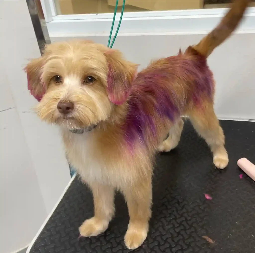 happy hair dog 312160834 1587307321721105 6066253665368643012 n