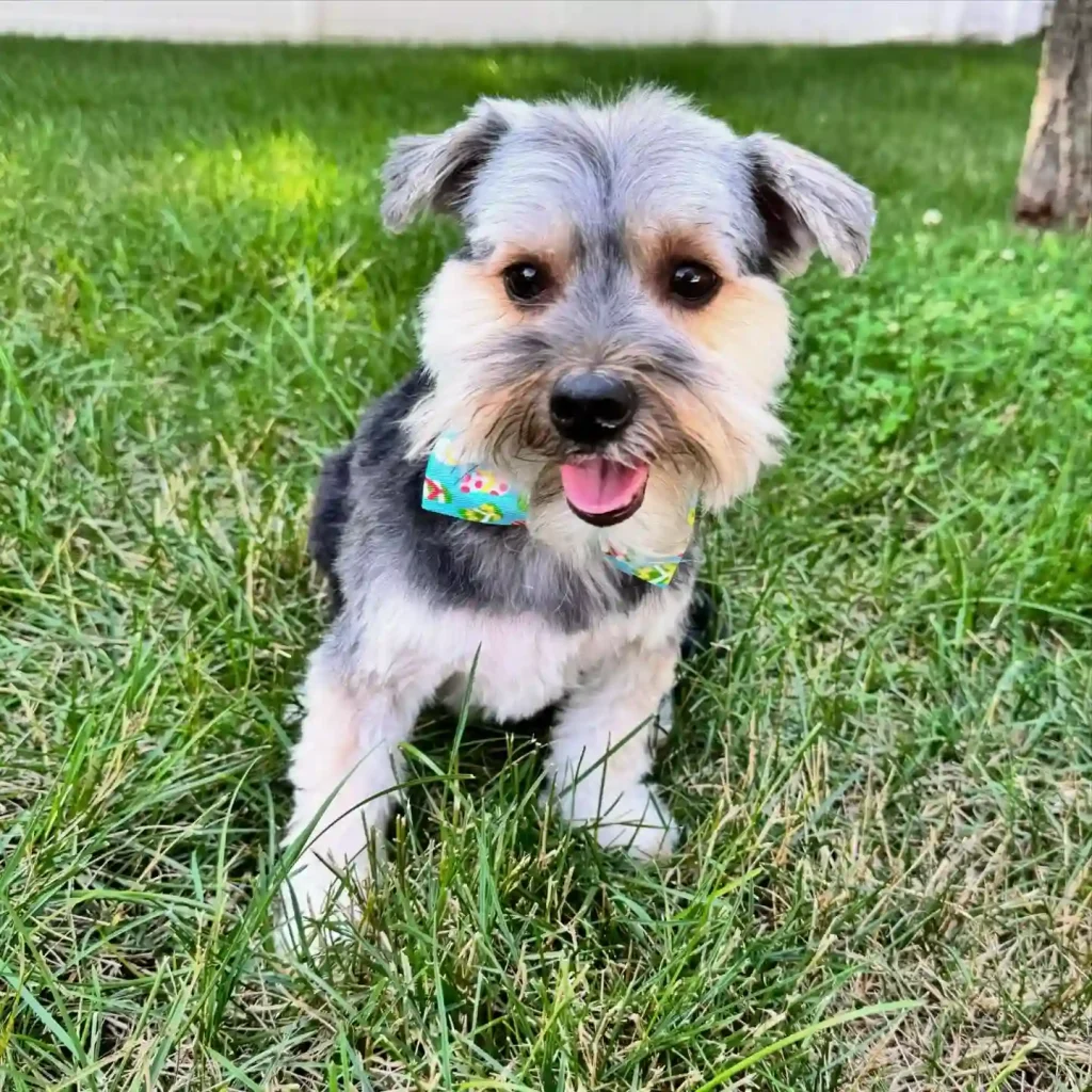 jameson the morkie 448984932 331950763287229 1081522391130325508 n