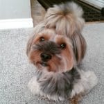 30 Most Adorable Morkie Haircut Hairstyle Pics (Too Cute to Handle!)