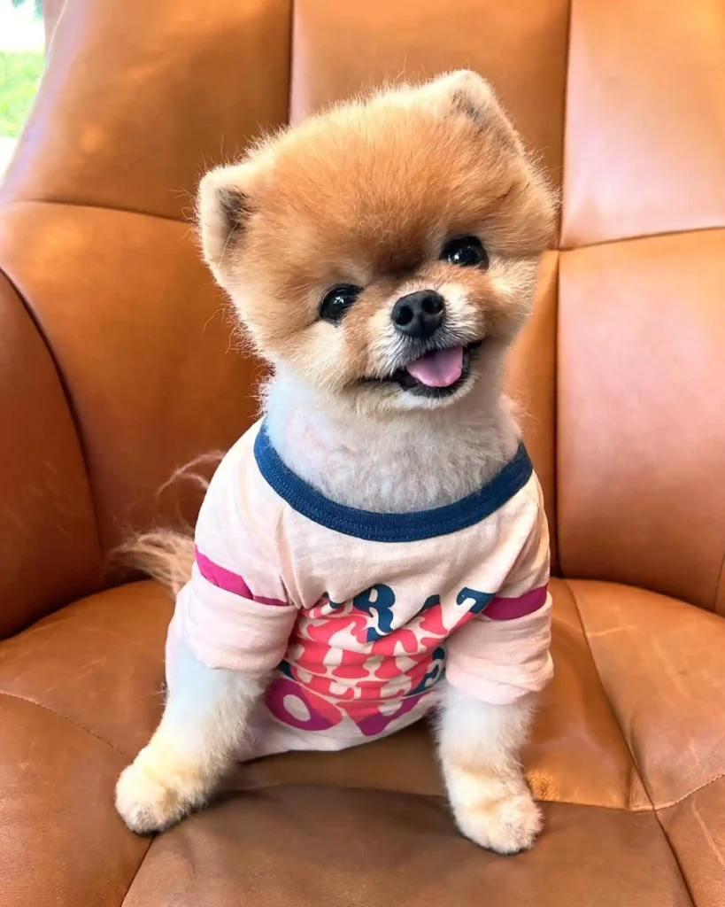 jiffpom 272848410 431576298652393 4418840673242795493 n