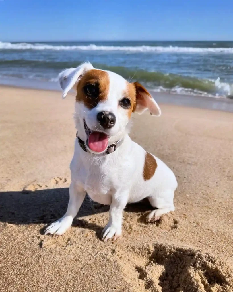 josie the jack russell 467275318 989720519632228 3728426025846397045 n