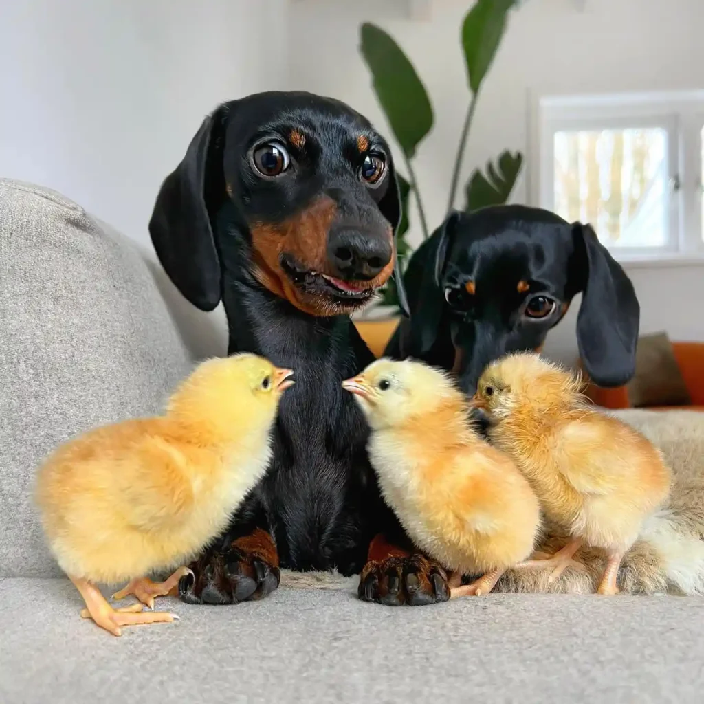 loulouminidachshund 274607383 917145022237870 938403616582095074 n