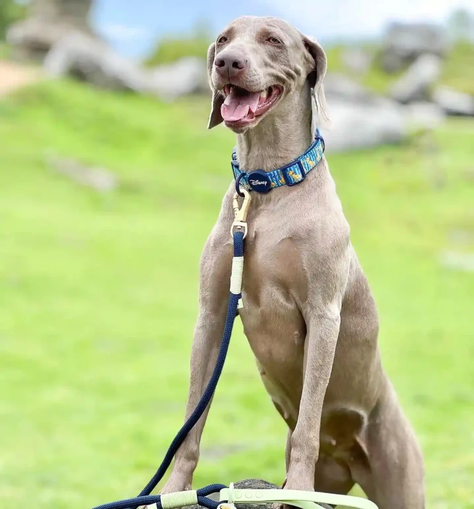 lunatheweimaranerx 448311771 385715980662662 6957864738368136747 n 1