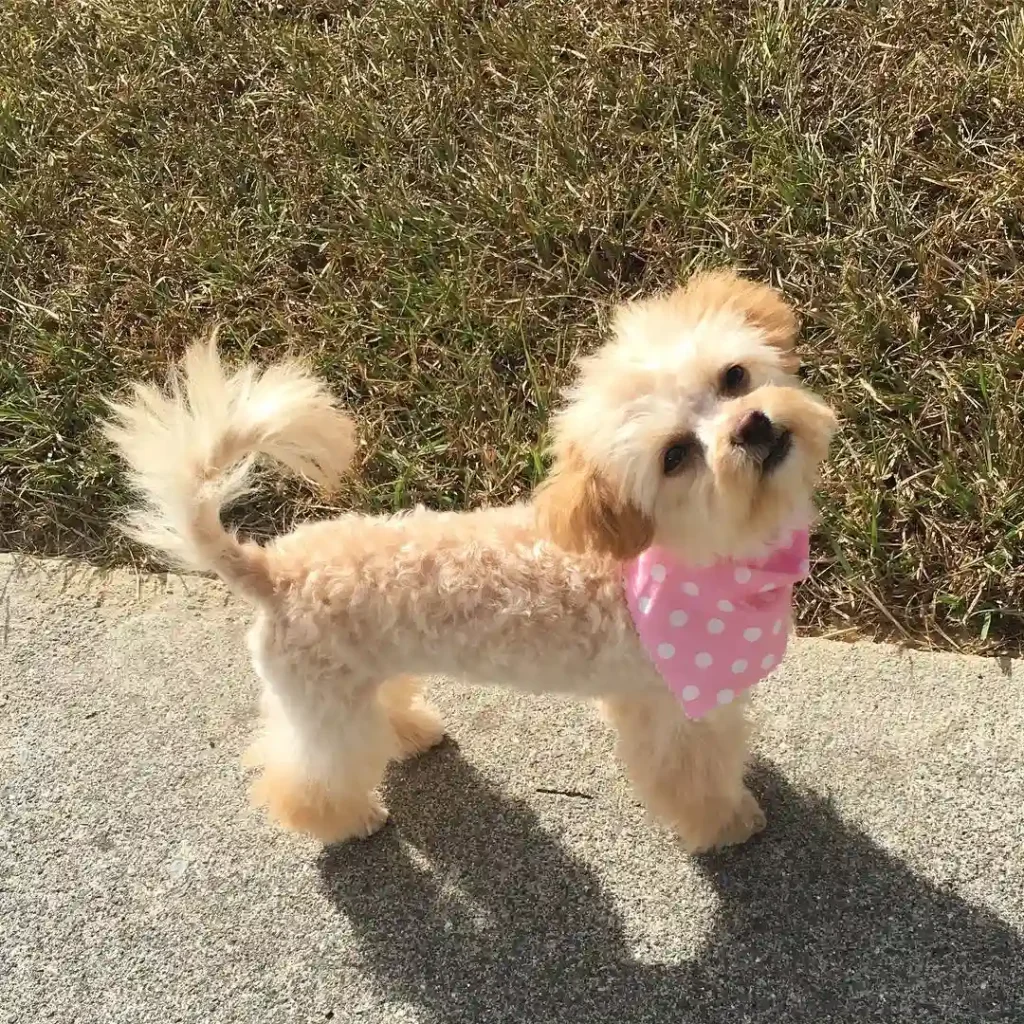 millie shihpoo 14269103 775486502589576 2504675853007323136 n