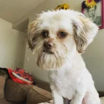 The Cutest 20 Shipoo Dog Haircuts Ranked – Which One Will You Pick?