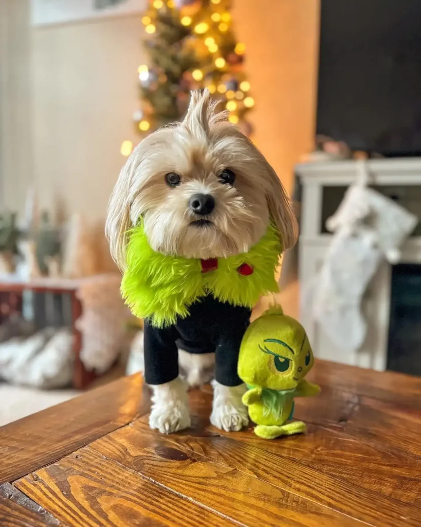 olivethetinymorkie