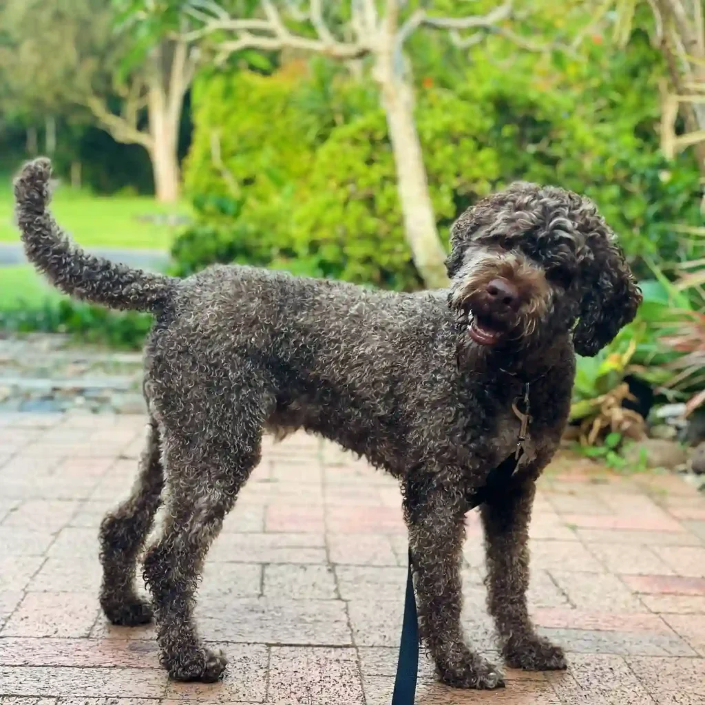 styx lagotto 466490428 3941506482837881 4371266752508084444 n