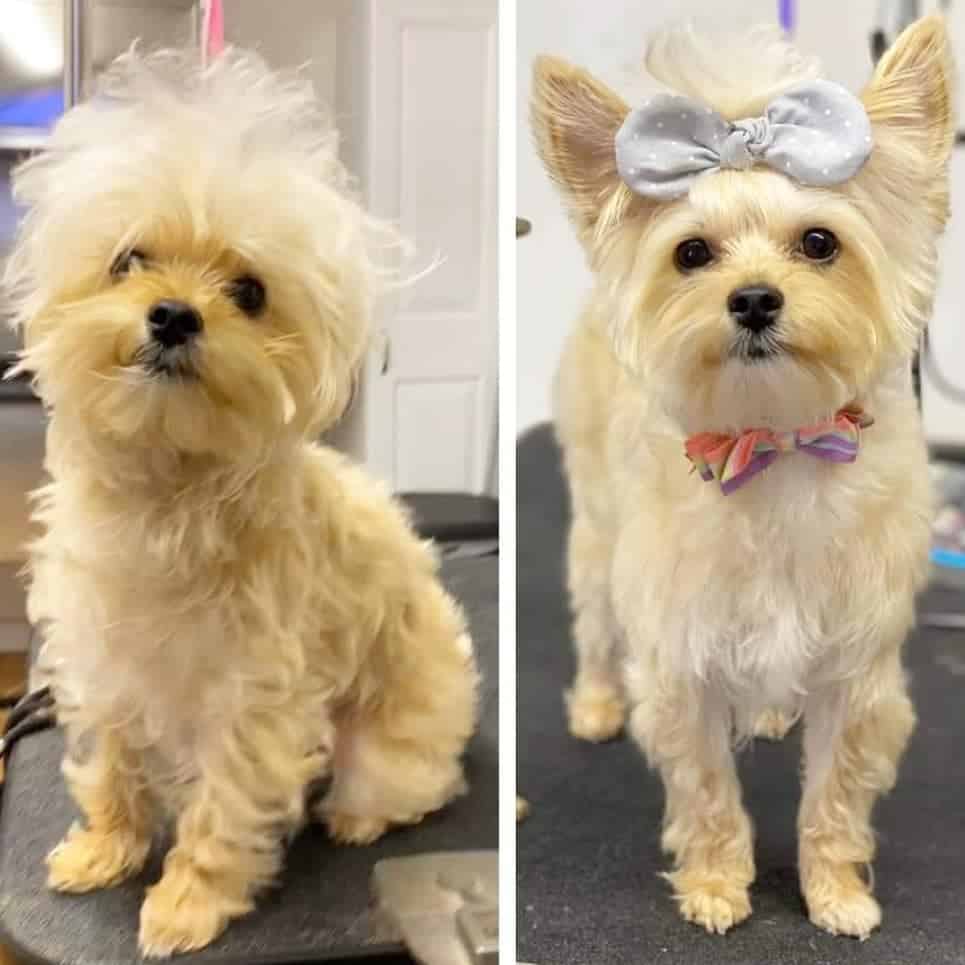 sweet like honey.themorkie 83885856 802784926868584 2072996510039765136 n