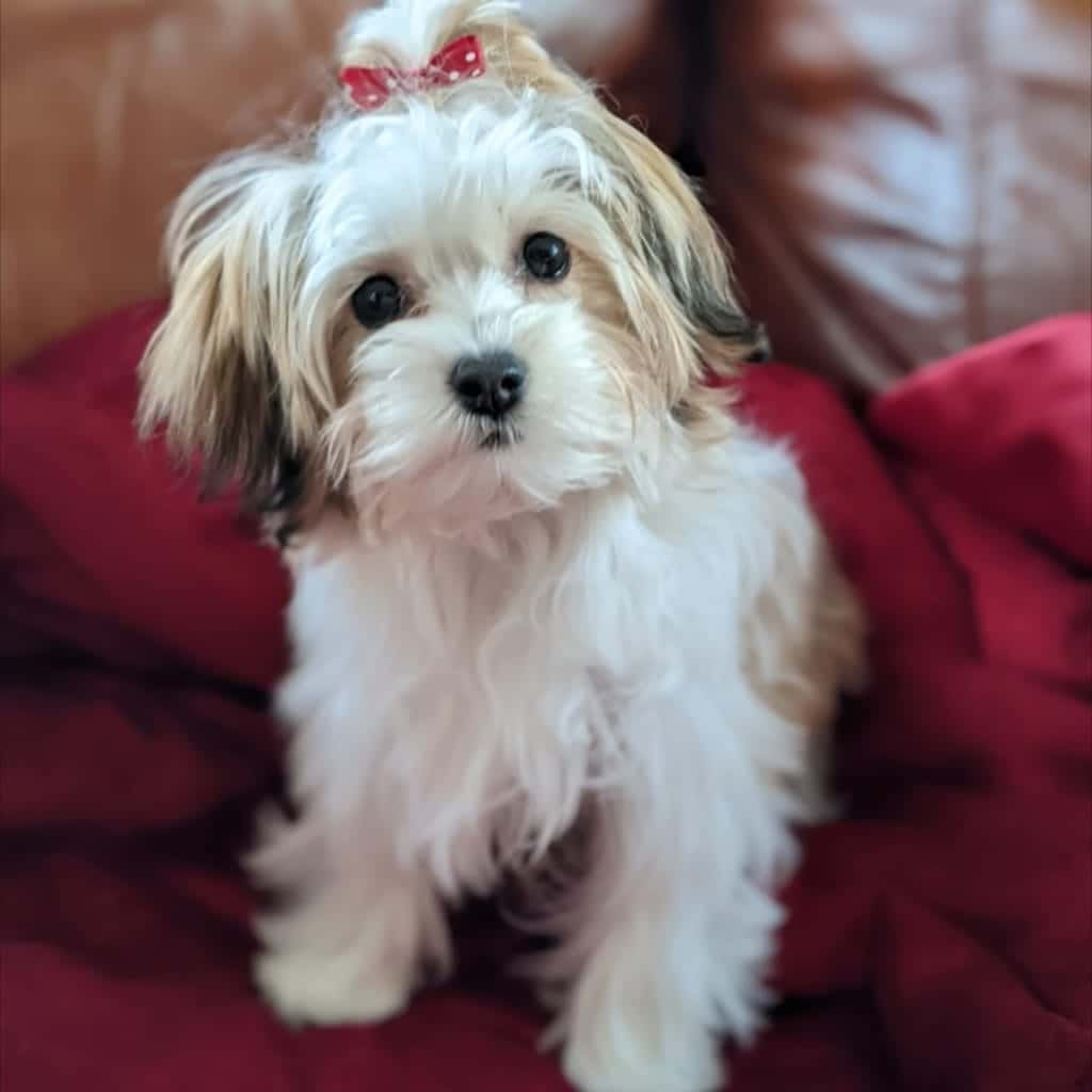 violet themorkie 268727081 224993383117044 6357035681483129685 n