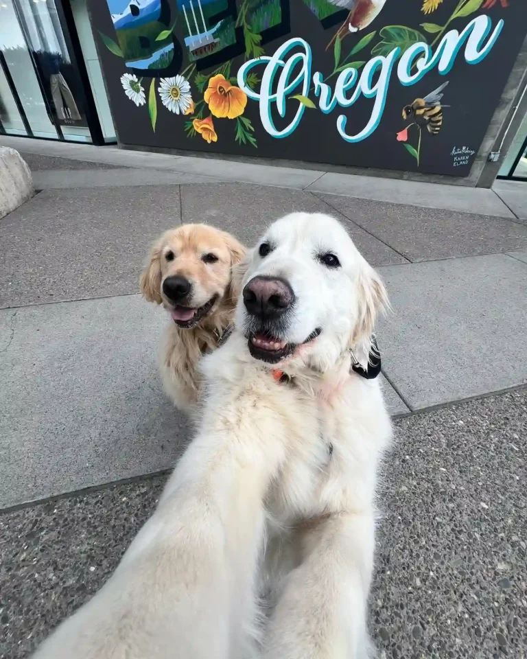 These 30 Cutest Smiling Dogs Will Fix Your Terrible Day in Seconds!