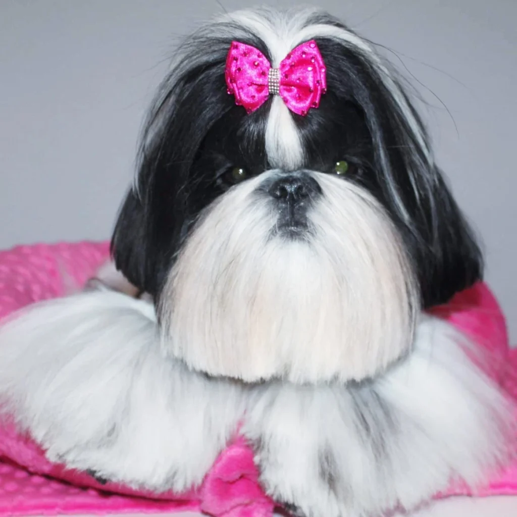 choden shihtzu 126060174 2507294542896467 681931467609249493 n