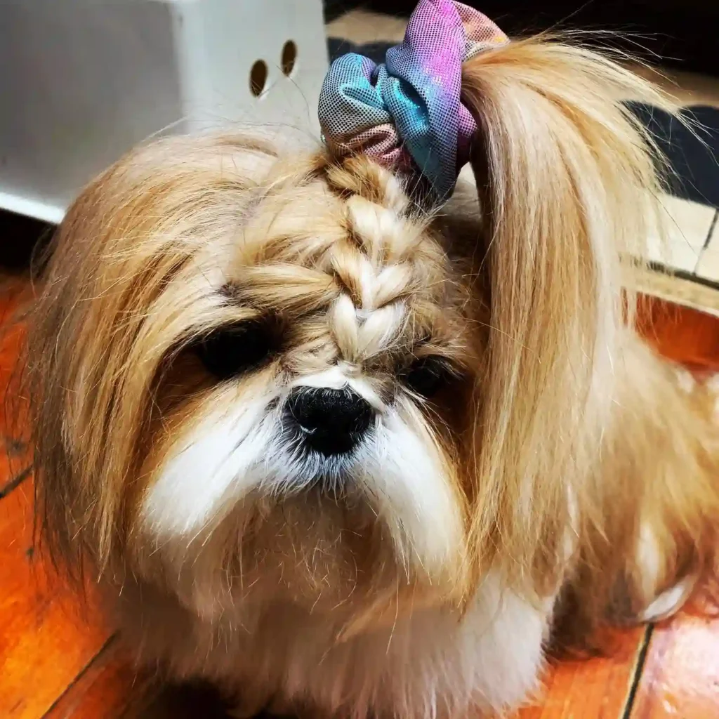 cutecookietheshihtzu 193203485 144674280984974 2643576038905816049 n