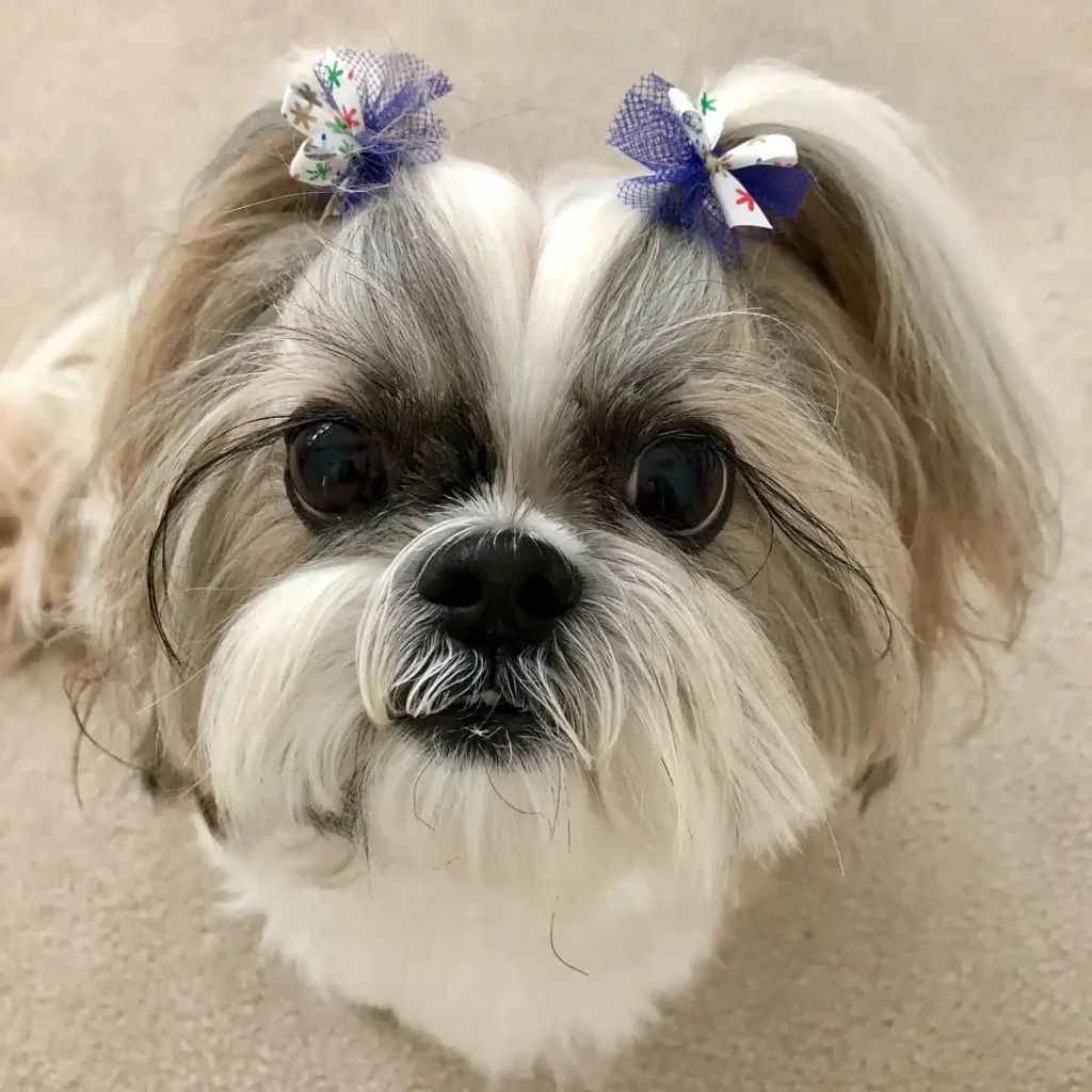 laceyshihtzu 472305520 1762494221213294 7751336484249959466 n