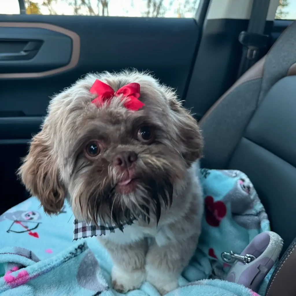 maple the shihtzu 465485605 2859116620929001 65606529009503475 n