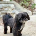 21 Must-Try Shih Tzu Grooming Styles! (Cool & Trendy)