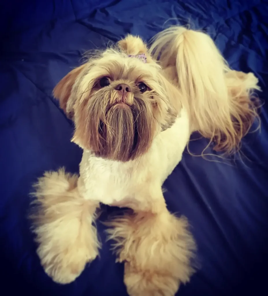 yoko.shihtzu 241676195 959527447937288 3188202762956063805 n